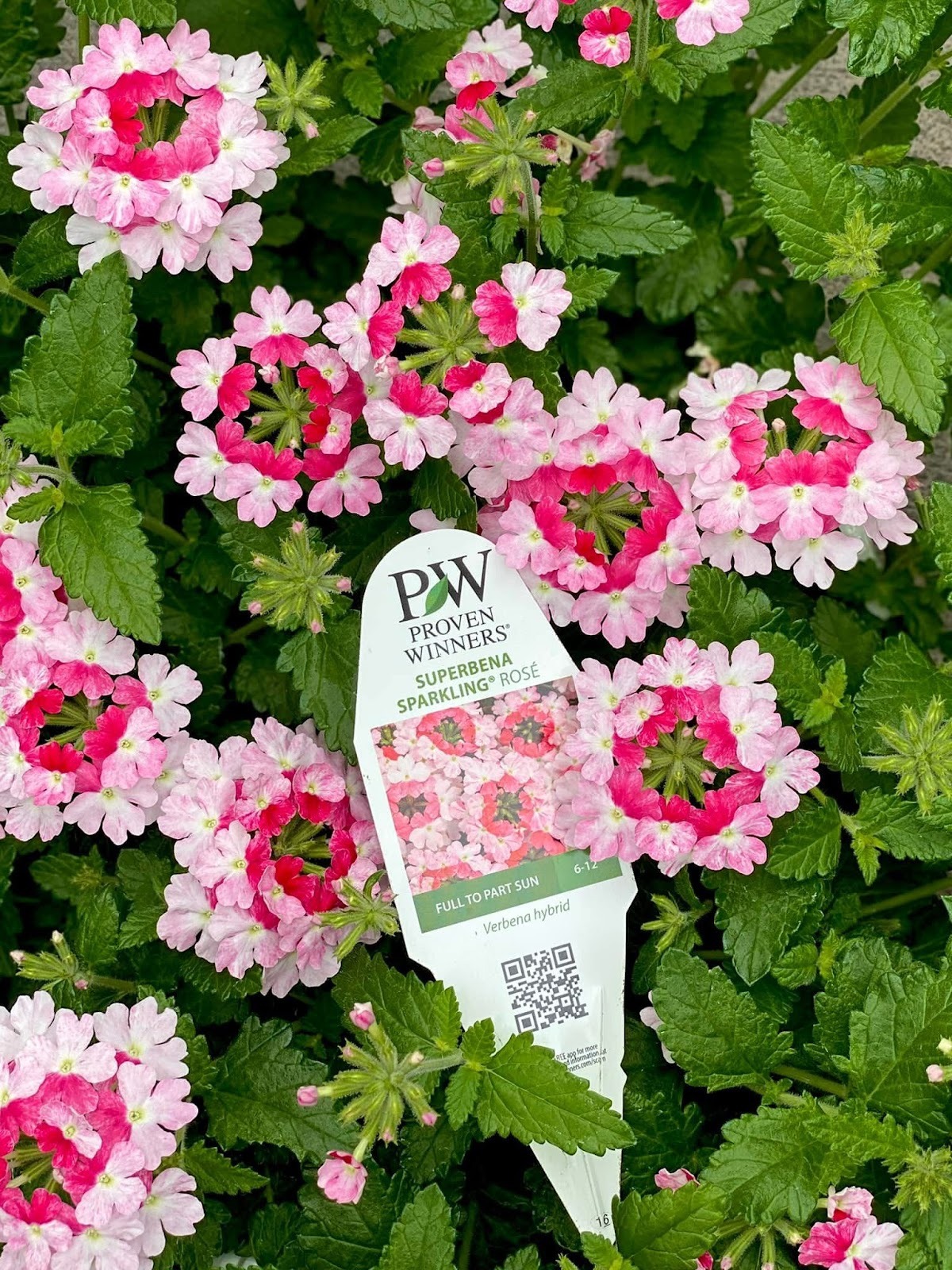How to Find Your Growing Zone and Frost Dates