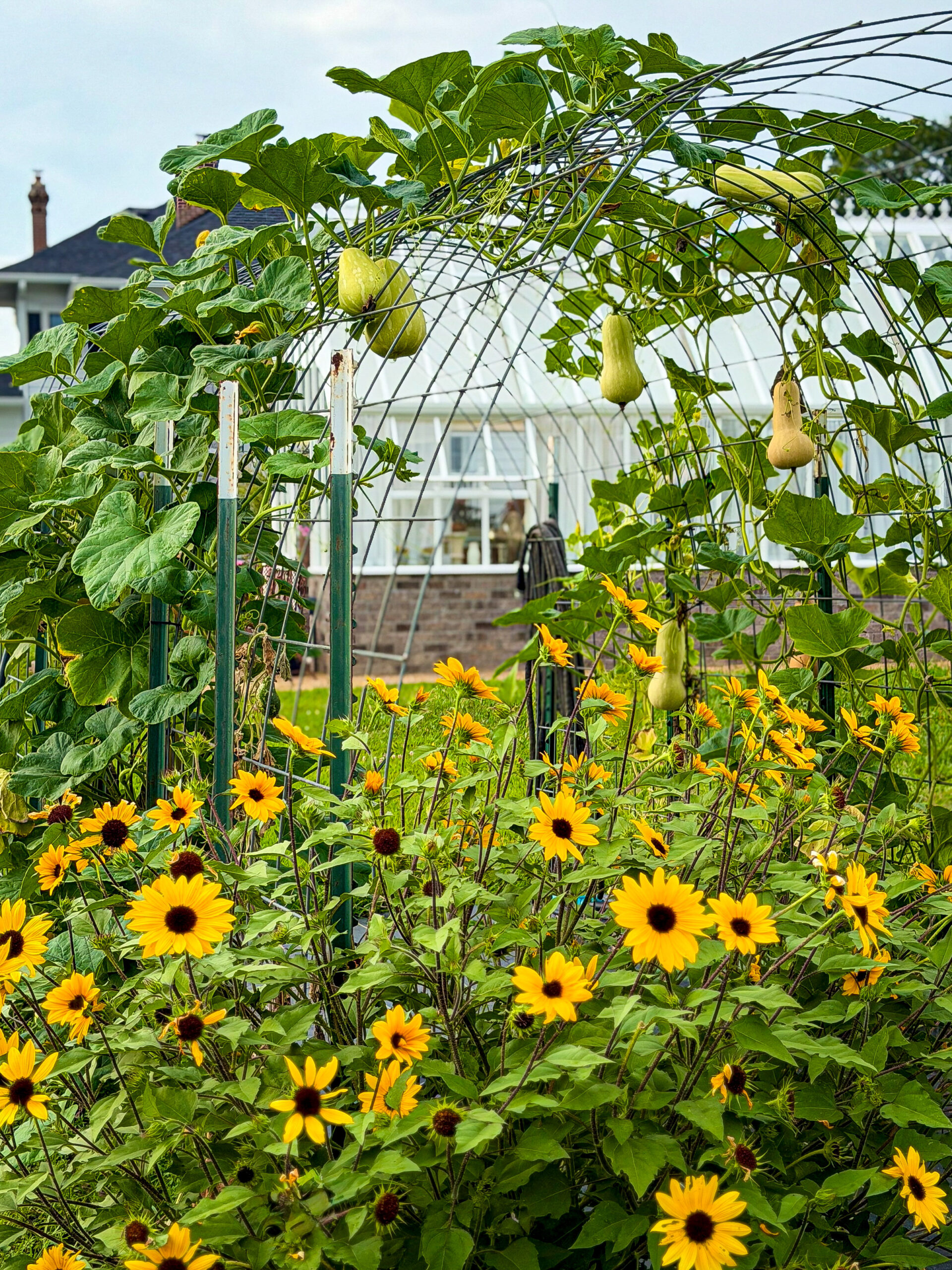 Growing Butternut Squash: A Complete Guide