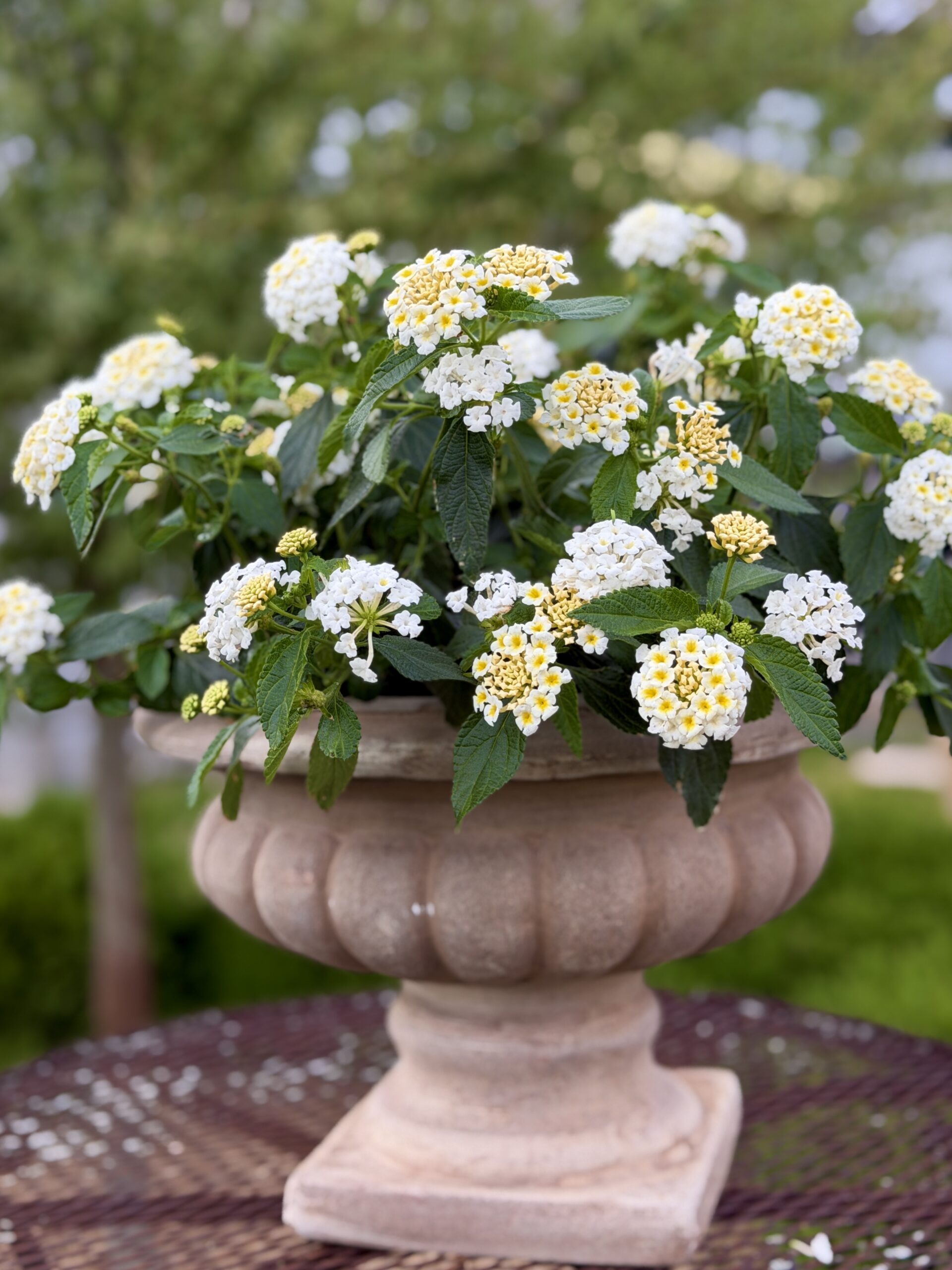 Luscious Vanilla Breeze Lantana planted in urn sitting on a rustic table